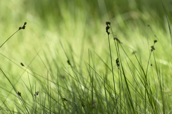 stock image Grassland