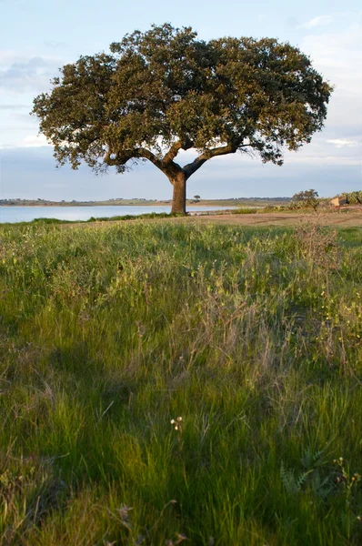 stock image Cork tree