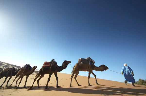 骆驼 免版税图库图片