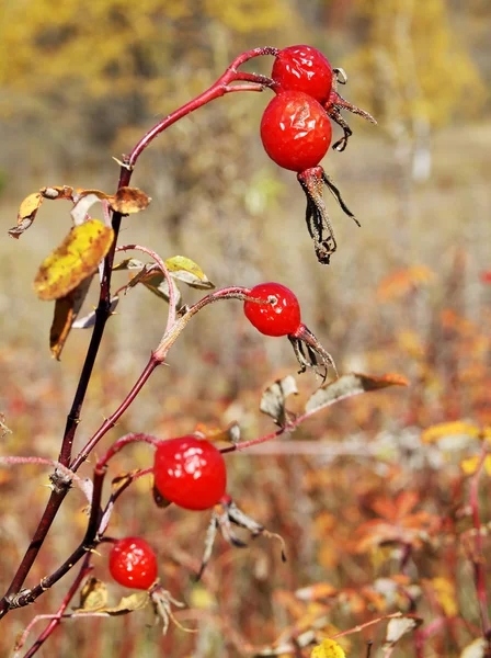 Berry sweetbriar — Stock Photo, Image