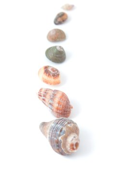 Seashells clipart