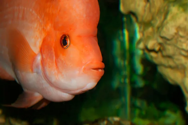 Fisk i akvariet — Stockfoto