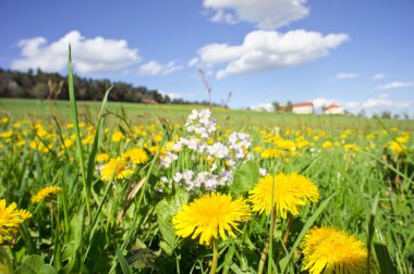 Rural Meadow clipart