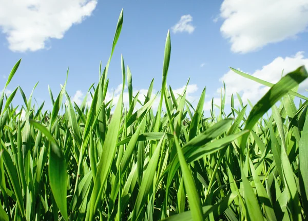 Трава с небом — стоковое фото