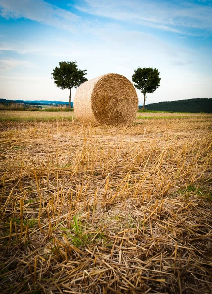 干し草ベールと木 — ストック写真