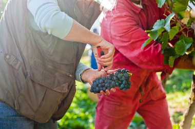 Harvesting grapes clipart