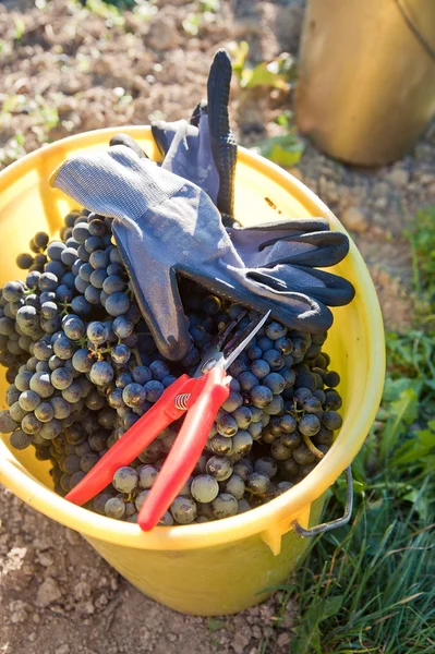 Відро наповнене винним виноградом — стокове фото