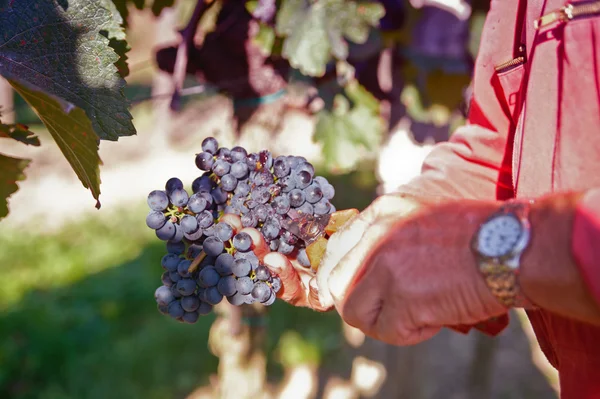 Zbieranie najlepsze wino z winogron — Zdjęcie stockowe