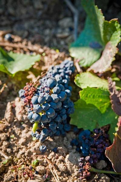 Sick blue grapes — Stock Photo, Image