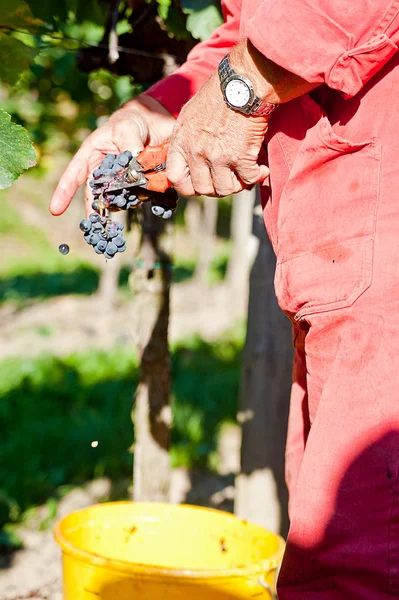 Corte de uvas de vinho azul — Fotografia de Stock