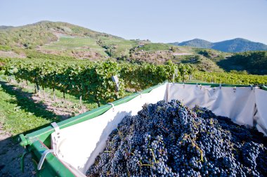 Tractor full with blue grapes clipart