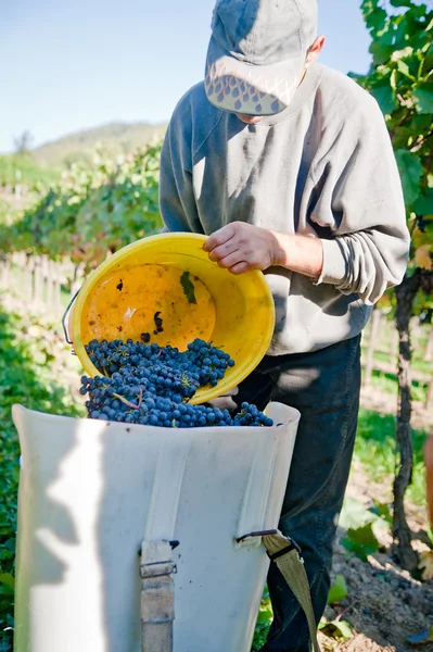 Wypełnić winogron w beczce — Zdjęcie stockowe