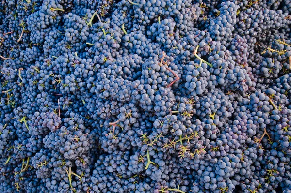 Куча голубого винограда — стоковое фото