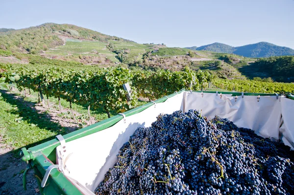 Traktor full med blå druvor — Stockfoto