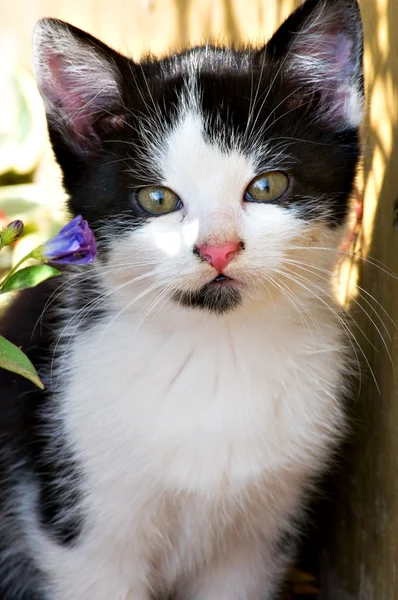 Søte unge katt – stockfoto