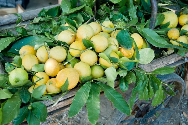 Barrow full with fresh lemons — Stock Photo, Image