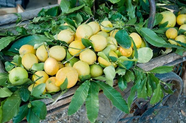 Stock image Barrow full with fresh lemons