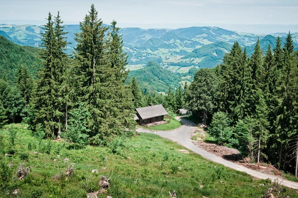 Yüksek ağaçları arasında küçük kulübe — Stok fotoğraf