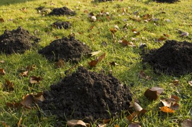 Molehills in the garden clipart