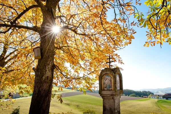 Renkli sonbahar ağacı — Stok fotoğraf
