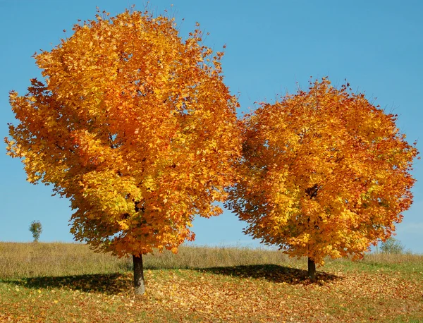 Två färgglada träd — Stockfoto