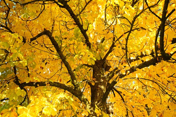 Jesienią gałęzie drzewa — Zdjęcie stockowe