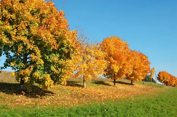 Oranje bomen in een rij — Stockfoto