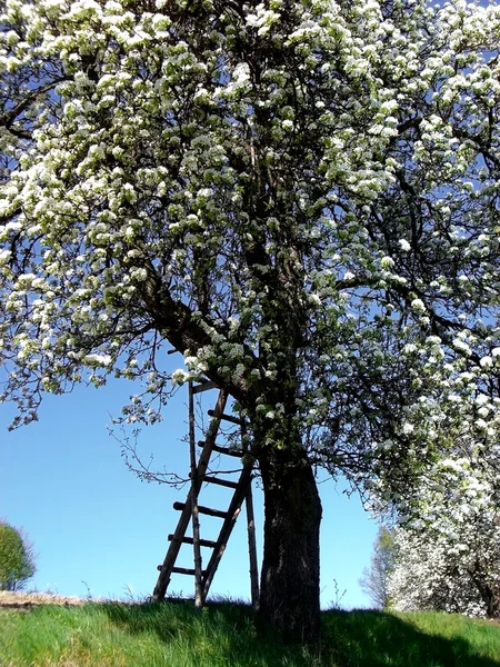 Kukkiva omenapuu — kuvapankkivalokuva