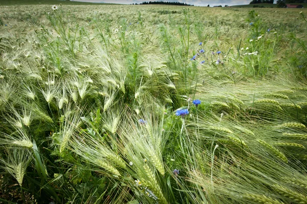 Ilkbaharda taze mısır tarlası — Stok fotoğraf