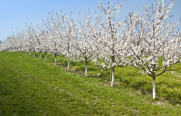 Cherry Trees in a row — Stock Photo, Image