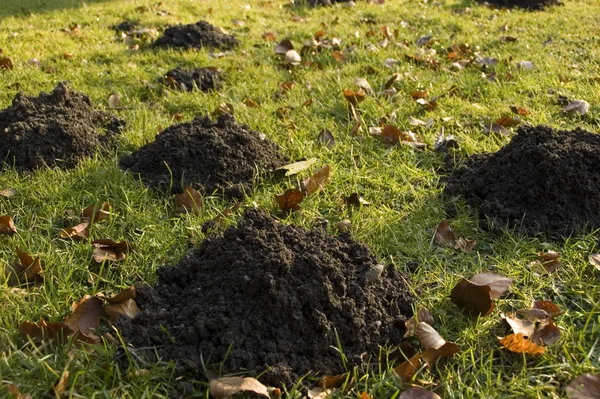 Molehills dans le jardin — Photo