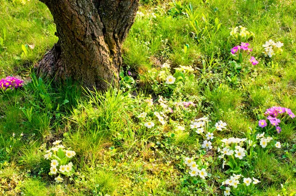 Flores de primavera y árbol — Foto de Stock