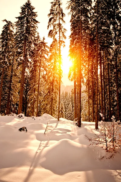 Solnedgång i vinterskogen — Stockfoto