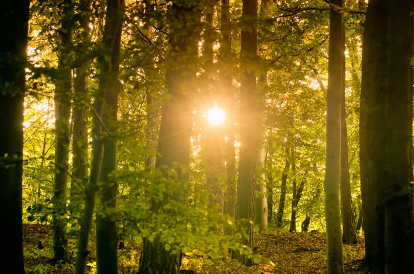 Słońce świecące wśród drzew — Zdjęcie stockowe
