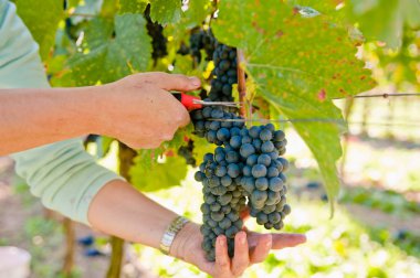 Cutting blue grapes clipart