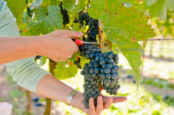 Cortar uvas azules —  Fotos de Stock