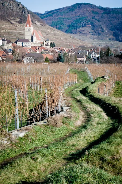 Path through vineyard — Stock Photo, Image