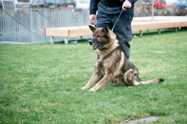 Guard dog on leash — Stock Photo, Image