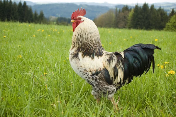 Un gallo de orgullo —  Fotos de Stock