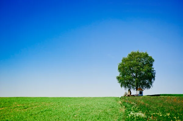 Prairie avec arbre — Photo
