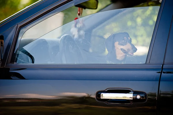 stock image Dog inside of a car