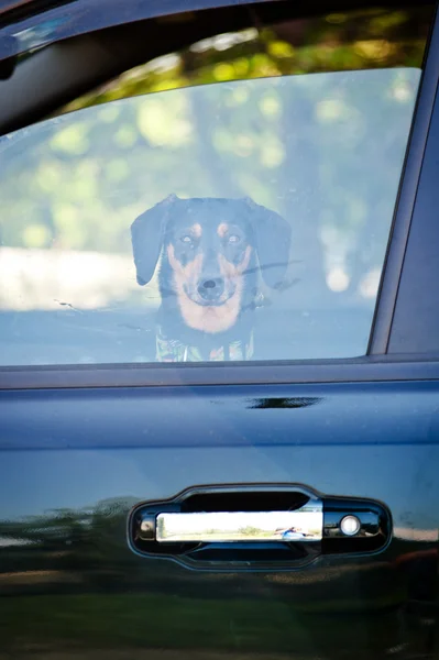 stock image Dog in a car