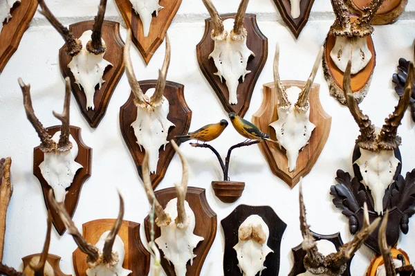 Deer head trophy collection — Stock Photo, Image