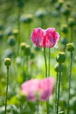 Poppies, Bahar