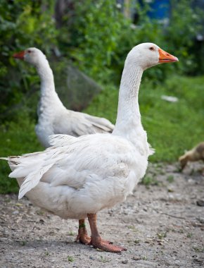 Two Geese clipart