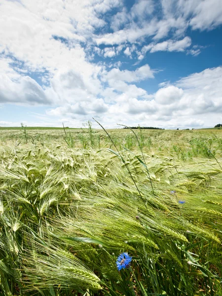 Облачный пейзаж над кукурузным полем — стоковое фото