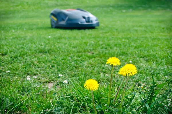 Robot çim biçme makinesi — Stok fotoğraf