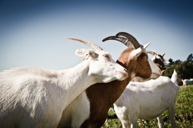 Two Goats snuggling clipart