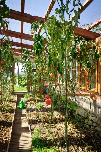 Gewächshaus mit Tomaten — Stockfoto