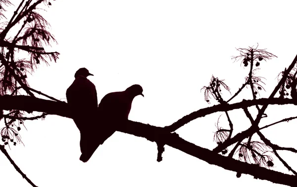 Milující holubice — Stock fotografie